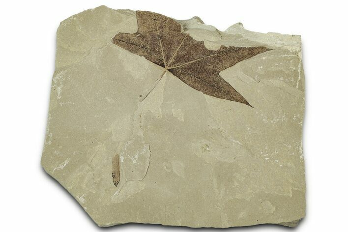 Fossil Sycamore (Macginitiea) Leaf - Green River Formation, Utah #325595